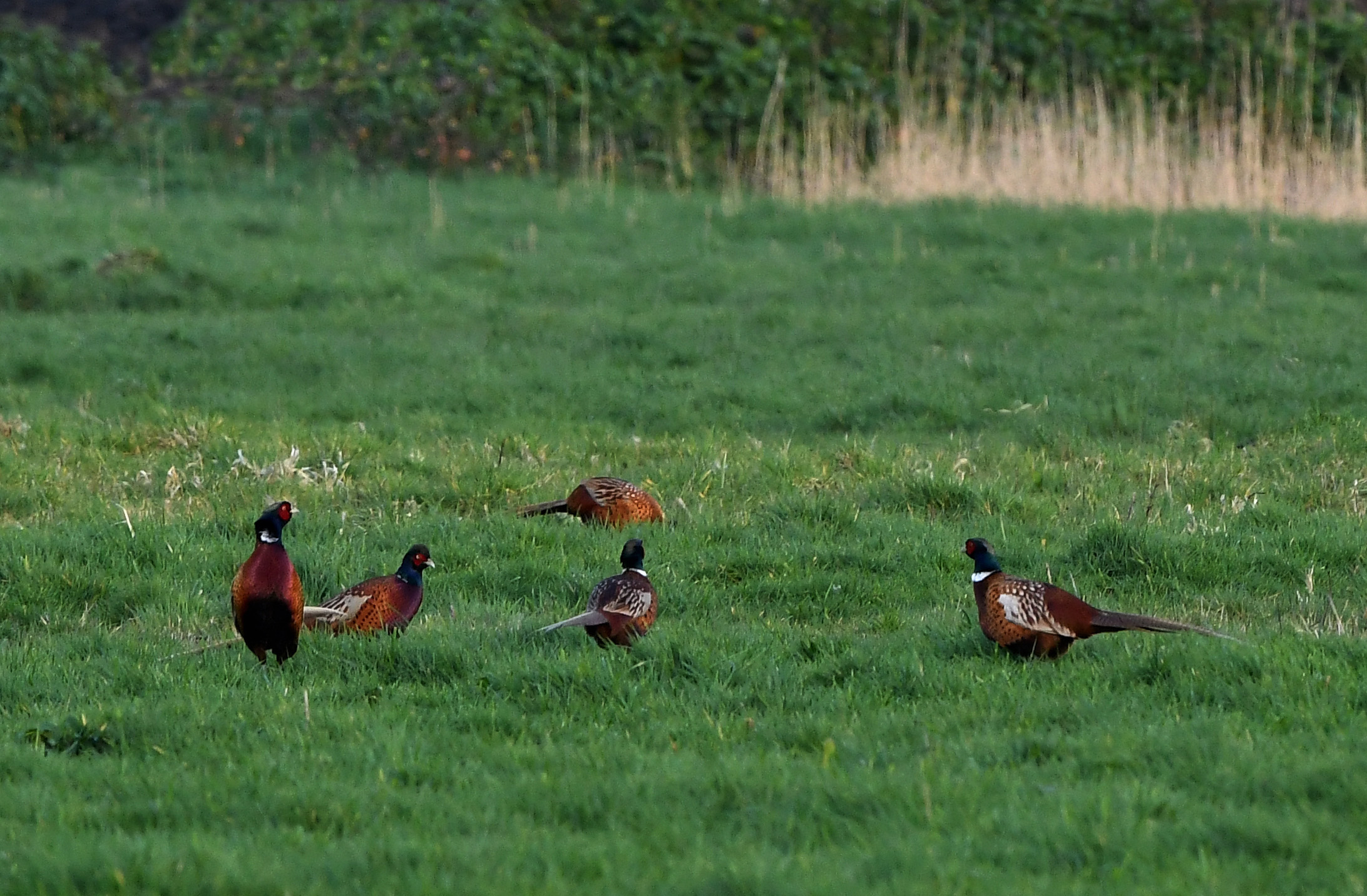 Het lijkt erop, of dat er een blik met fazanten is losgetrokken... - Foto: ©Louis Fraanje