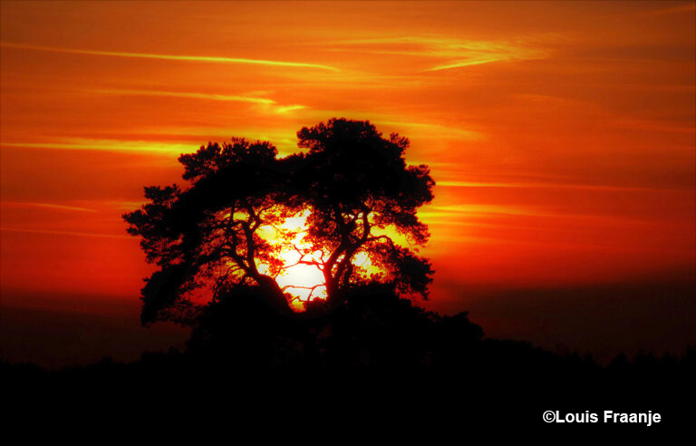 Zonsondergang tussen twee kromme en verwaaide dennen op de Veluwe  - Foto: ©Louis Fraanje