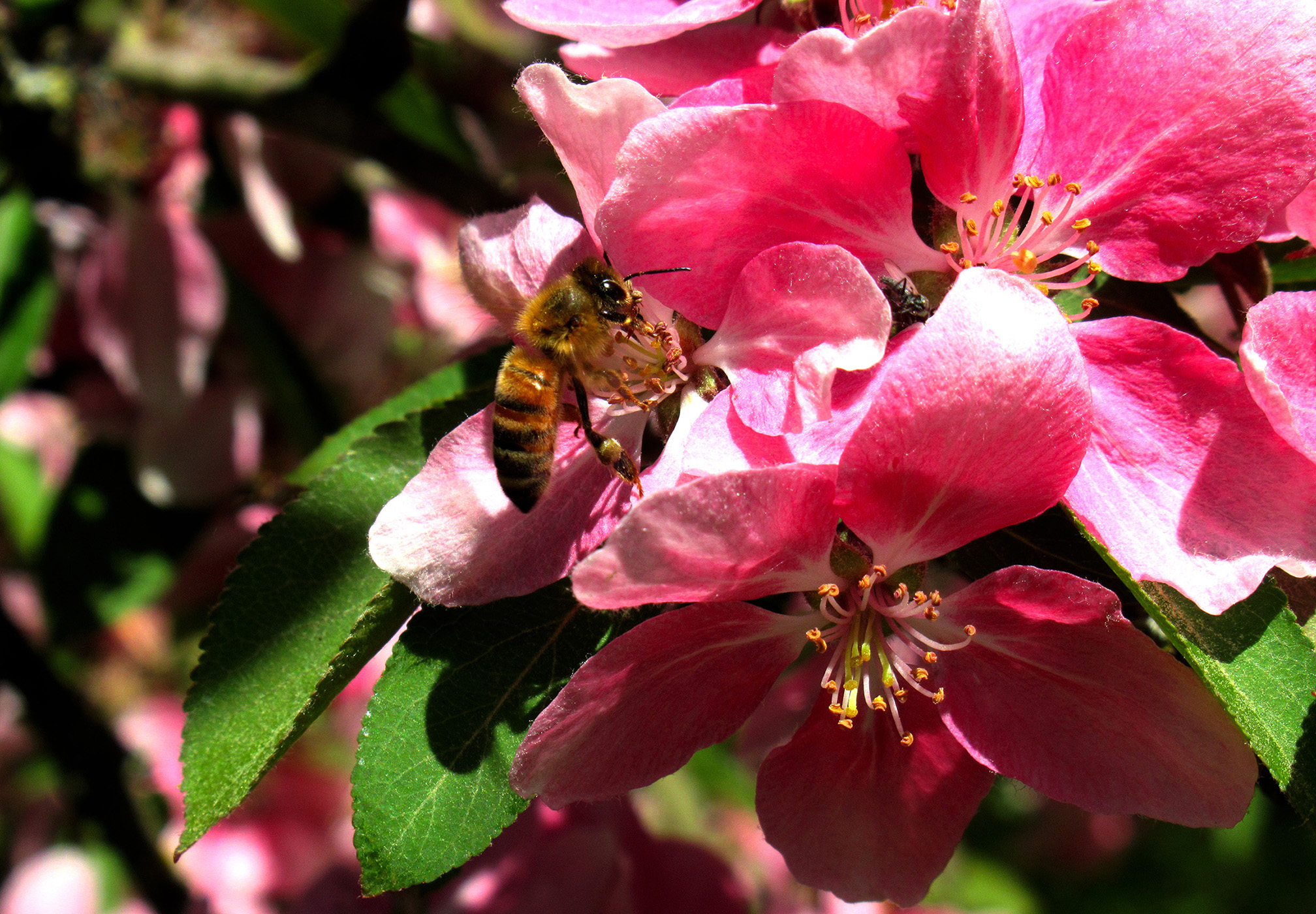 De bijen waren er maar druk mee, een kleurrijk en belangrijk samenspel in de natuur - Foto: ©Fransien Fraanje