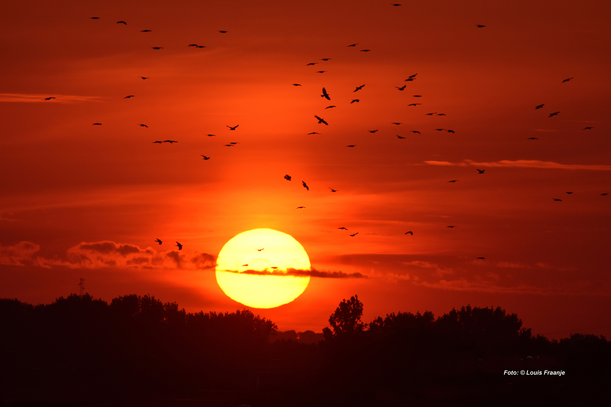 Zwermende vogels bij een zonsondergang op de Veluwe - Foto: ©Louis Fraanje