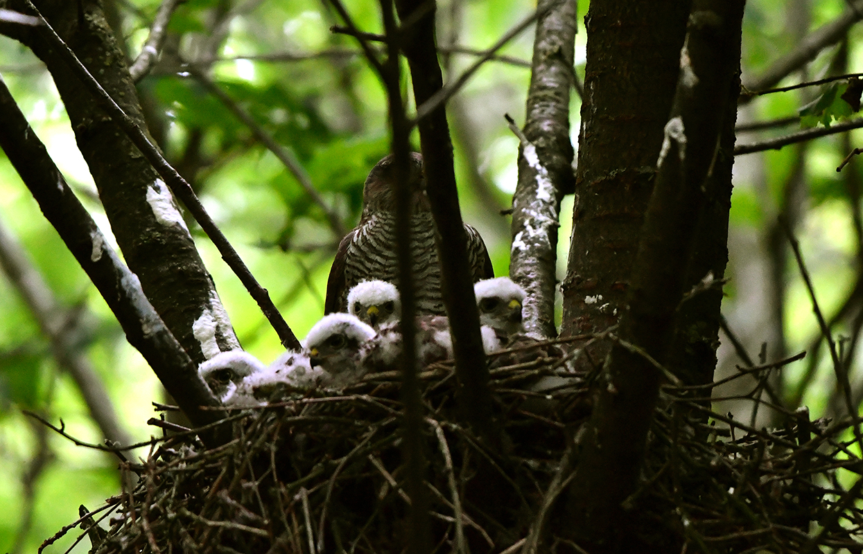 Het gebeurde ook gedurig dat ze aan de andere kant van het nest een landing maakte – Foto: ©Louis Fraanje