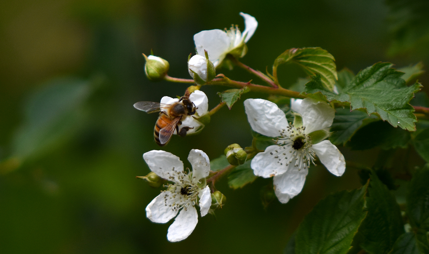 Ook de bloemen van de braamstruiken lokken de bijen naar zich toe - Foto: ©Louis Fraanje