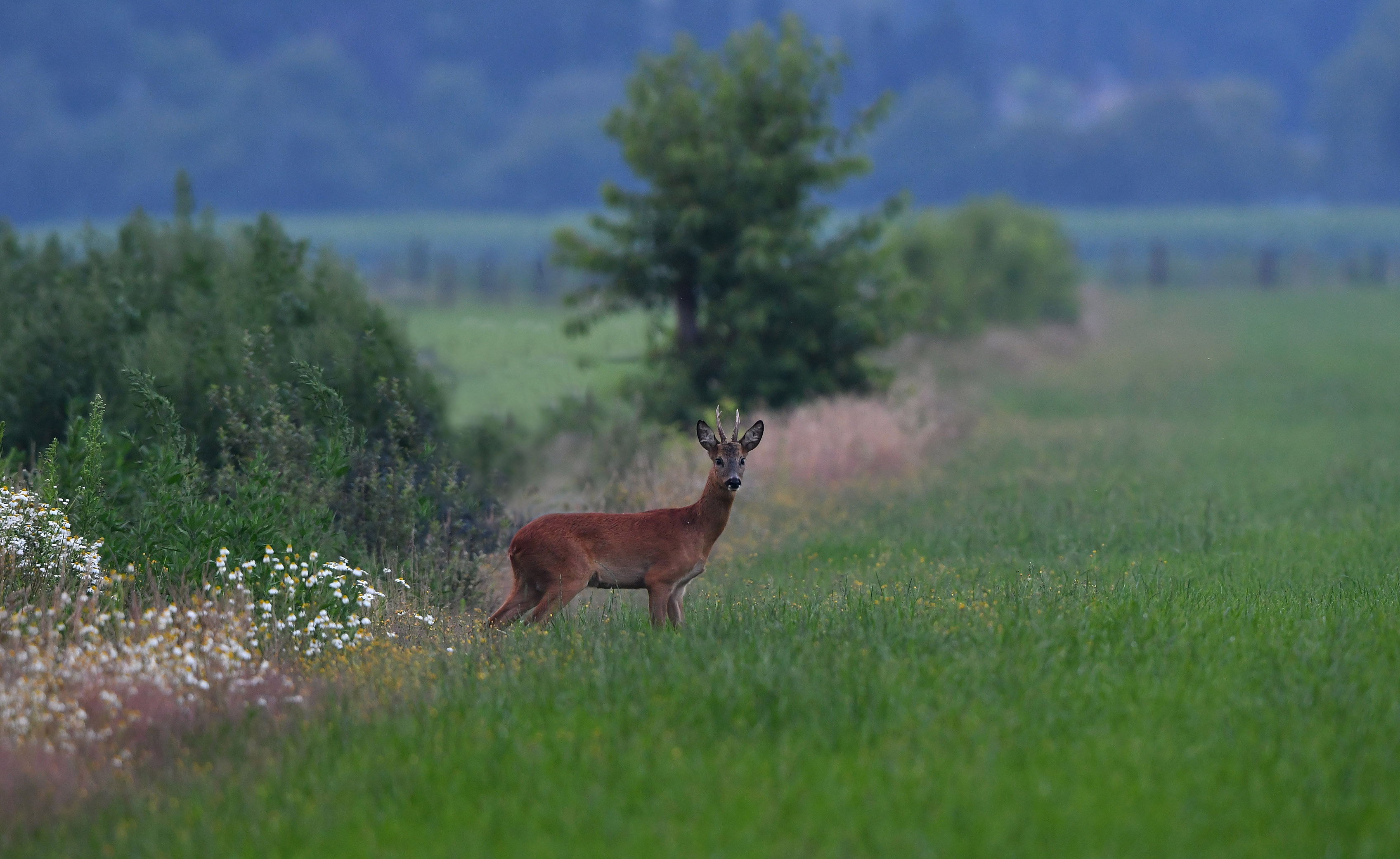 Om even later in het grasland van zijn avonddiner te genieten – Foto: ©Louis Fraanje