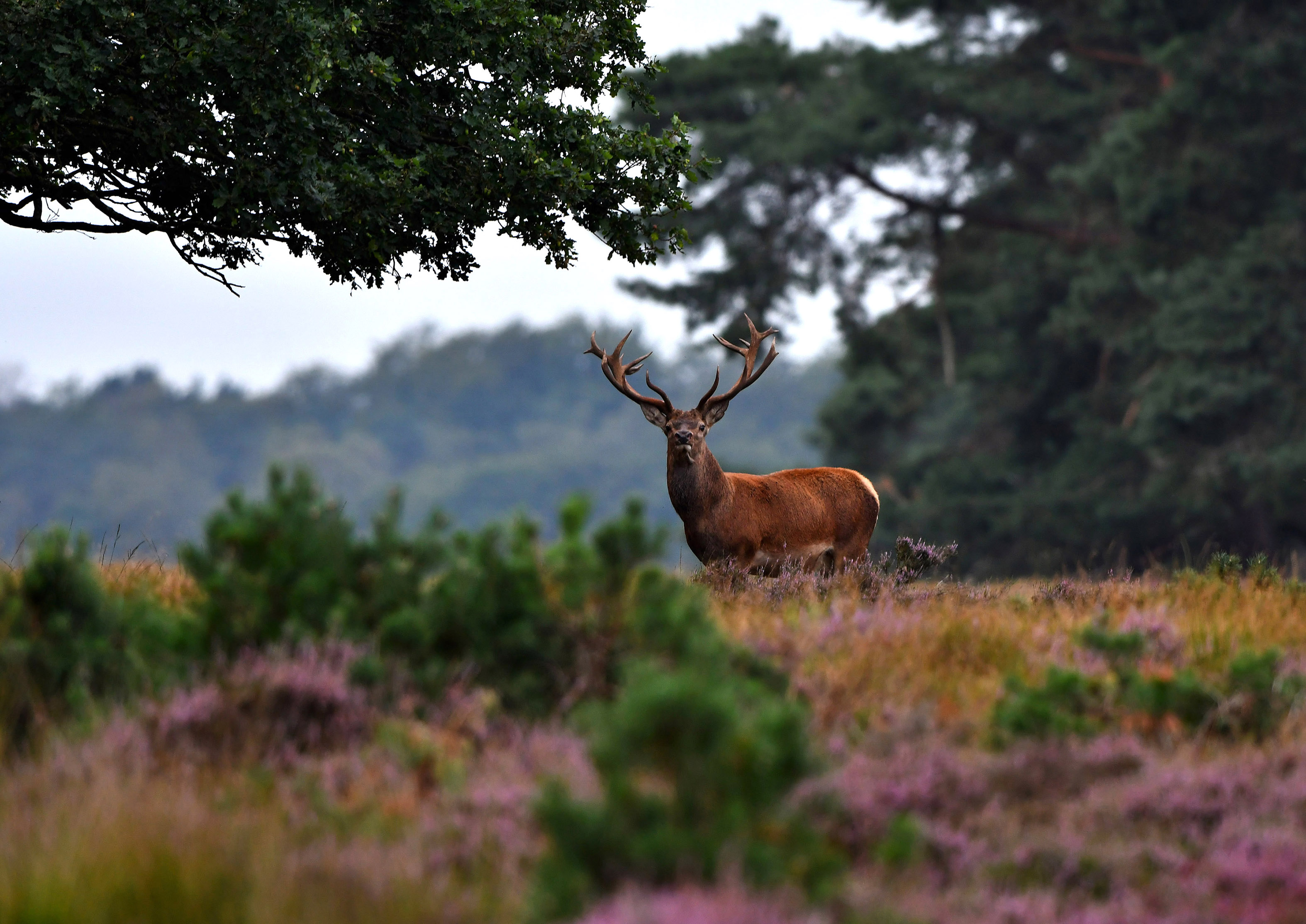 Als hij bijna het bos heeft bereikt, kijkt het hert in onze richting – Foto: ©Louis Fraanje