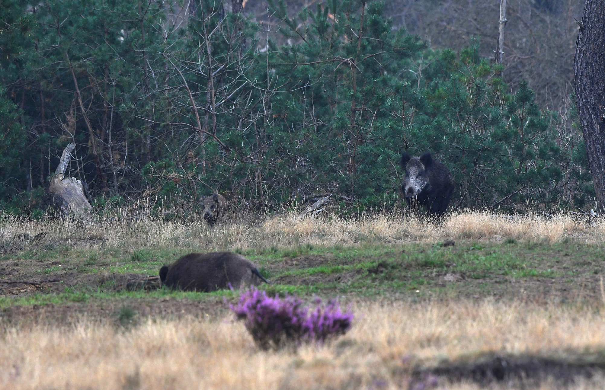 Een zwijn ligt in de zoel en in de bosrand zien we een kleine en een grote toekijken - Foto: ©Louis Fraanje