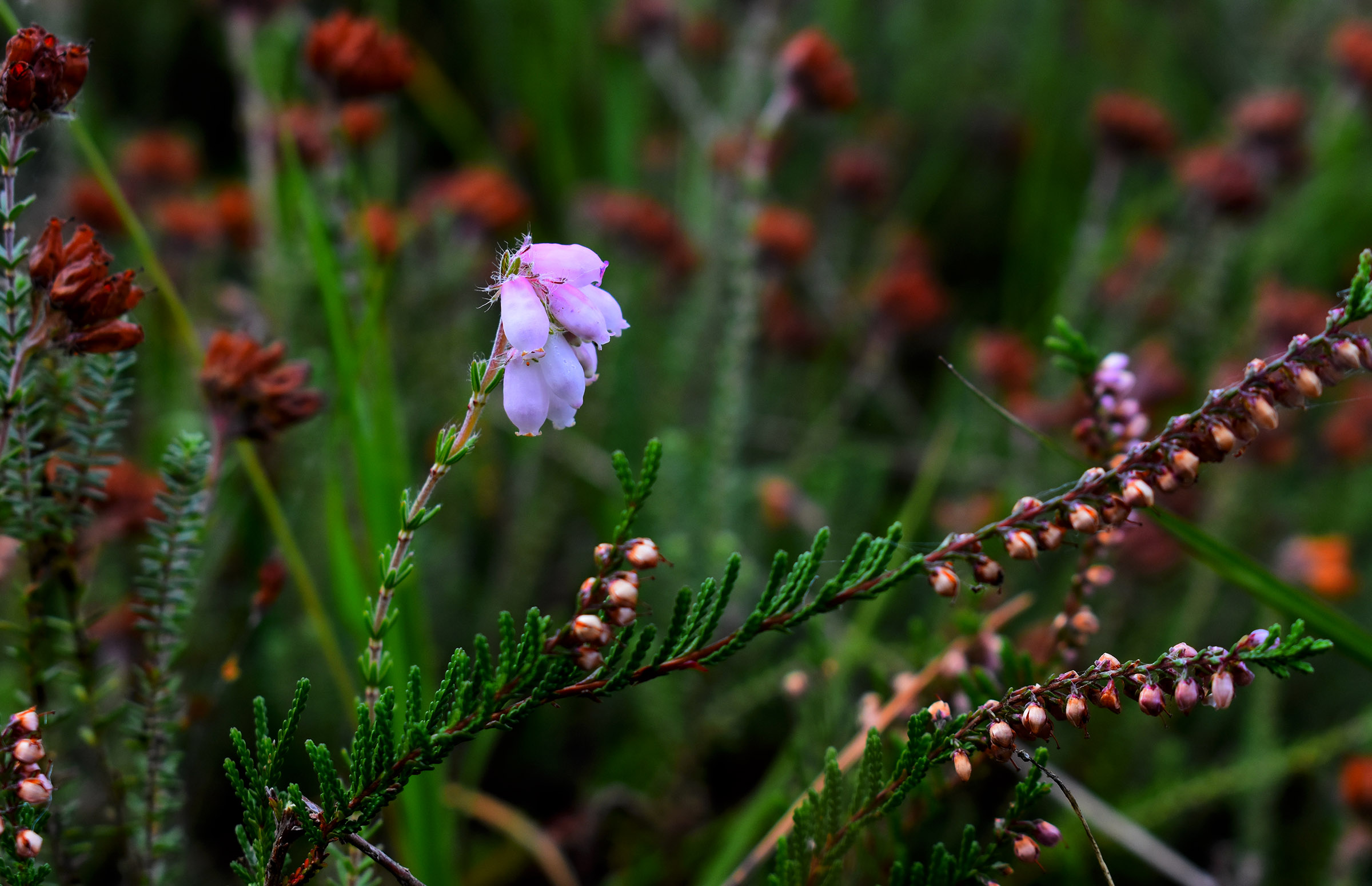 De bloemetjes van de Dopheide lijken net op kleine urntjes - Foto: ©Louis Fraanje