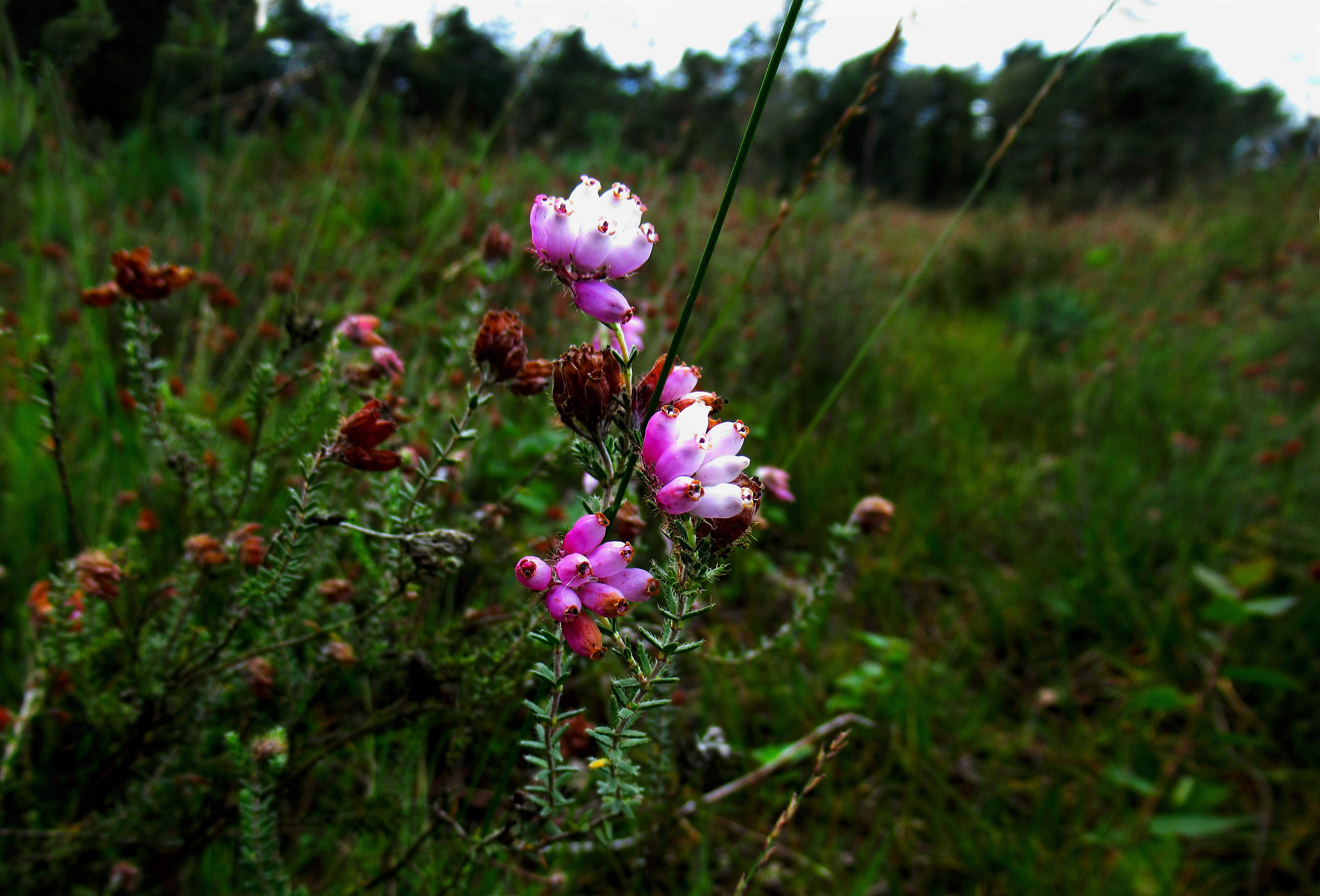 Laatbloeiende rose bloemetjes van de Dopheide - Foto: ©Fransien Fraanje -