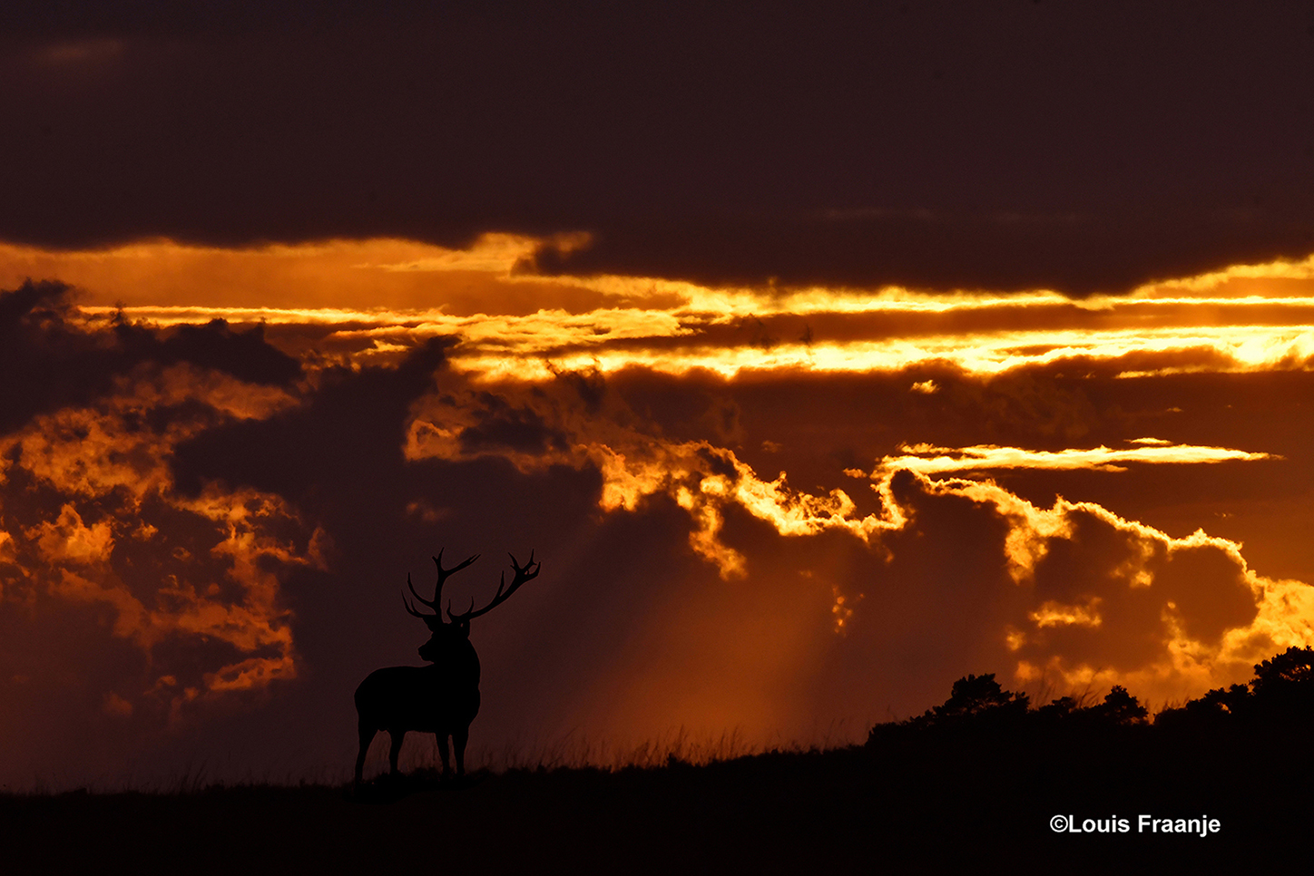 Het hert op de heuvel en de laatste zonnestralen aan de avondhemel, zijn een prachtige afsluiter van deze bronstavond op de Hoge Veluwe – Foto: ©Louis Fraanje