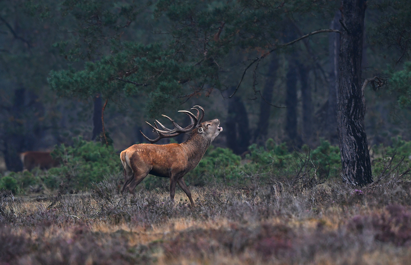 Al burlend trekt hij weer het achterliggende bos in – Foto: ©Louis Fraanje