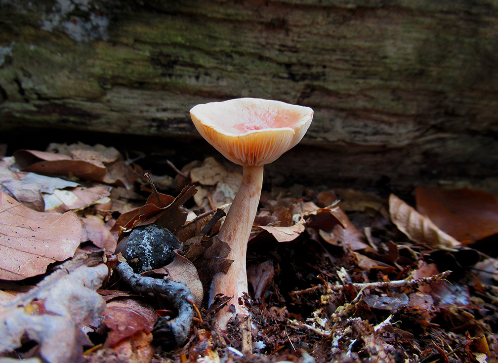 Deze kleine paddenstoel lijkt op een Fopzwam? – Foto: ©Fransien Fraanje