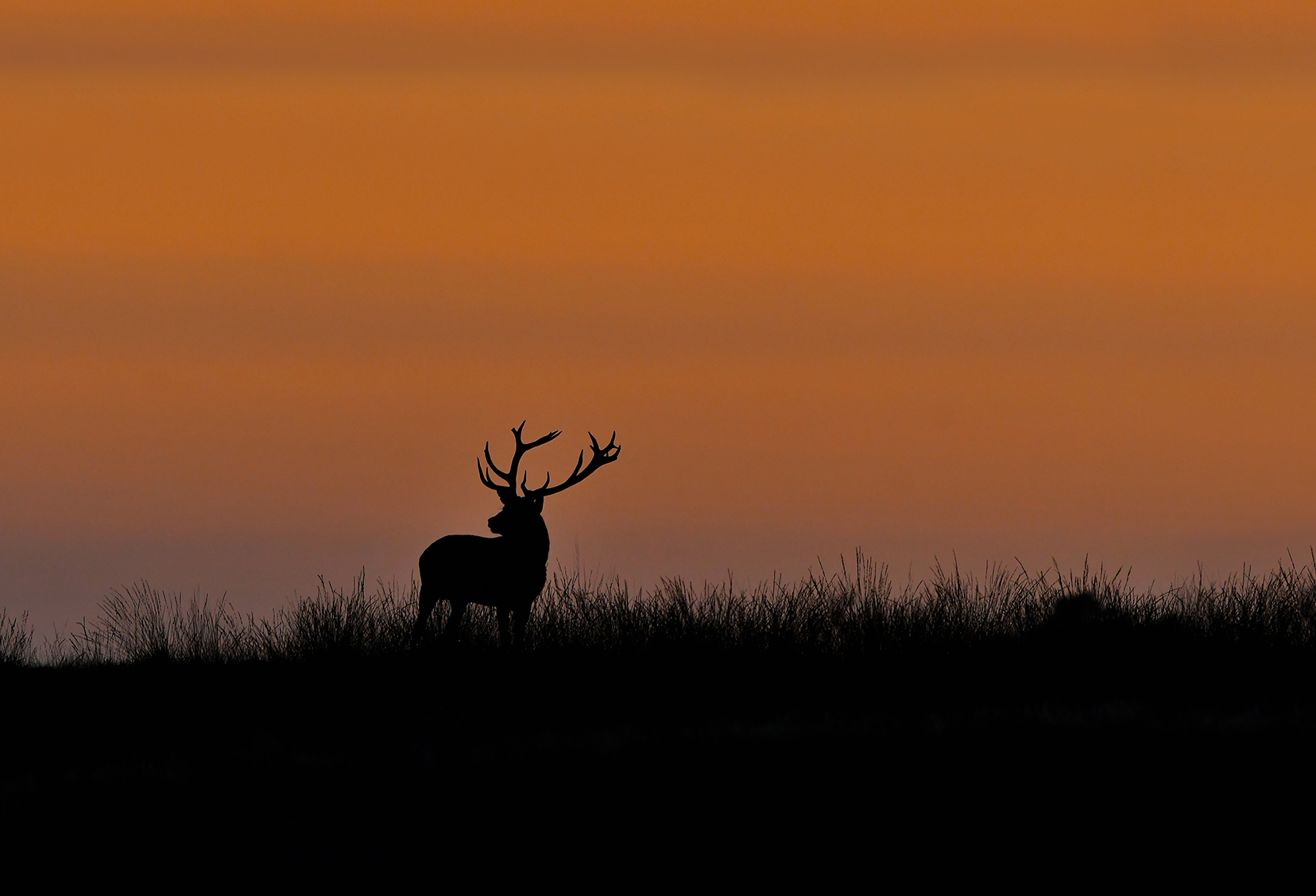 Het hert kijkt om zich heen alsof hij de koning zelf was - Foto: ©Louis Fraanje