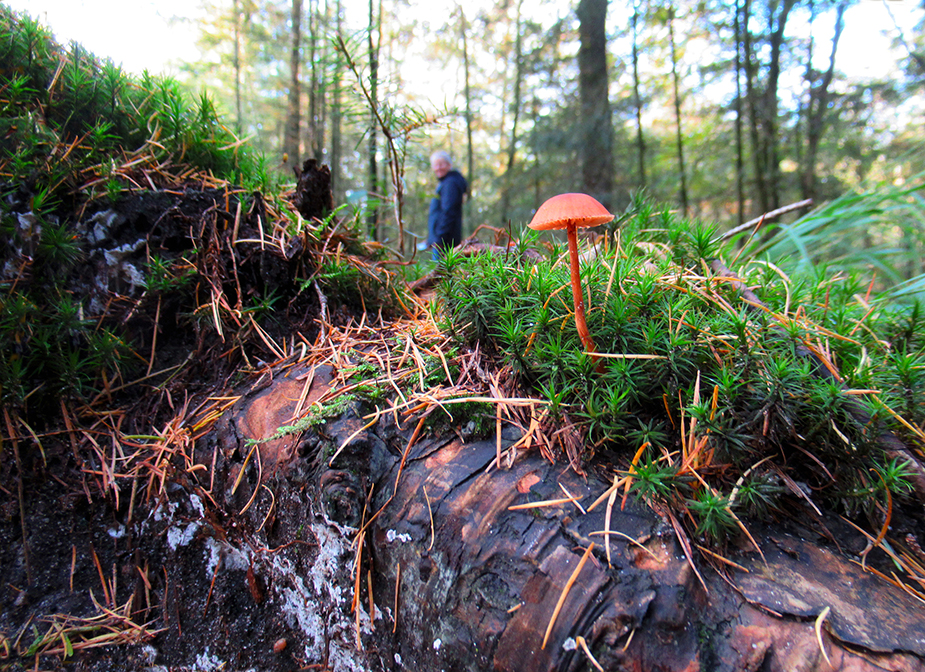 Een hele kleine paddenstoel met Fransien op de achtergrond - Foto: ©Louis Fraanje