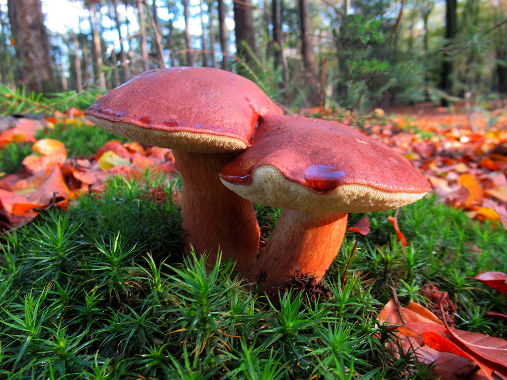 Het lijkt wel een paar apart, deze twee paddenstoelen (eekhoorntjesbrood) - Foto: ©Fransien Fraanje