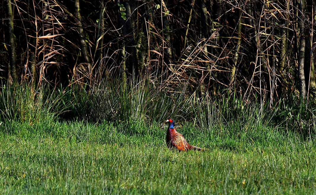 Dan stapt er net een prachtige fazantenhaan uit de dekking - Foto: ©Louis Fraanje