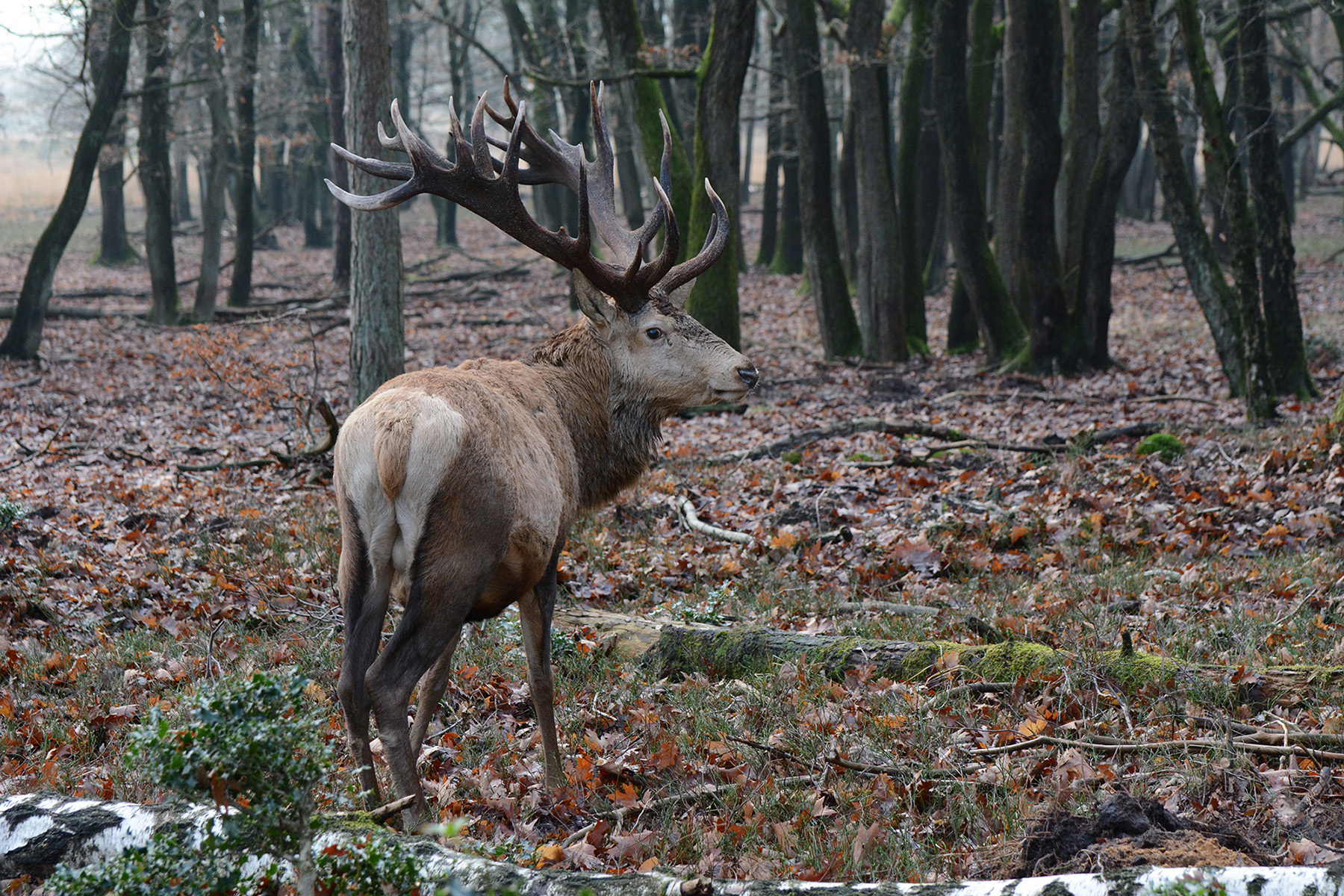 Hubertus liep niet zo heel ver van het bospad af lekker te vreten - Foto: ©Florus van den Berg