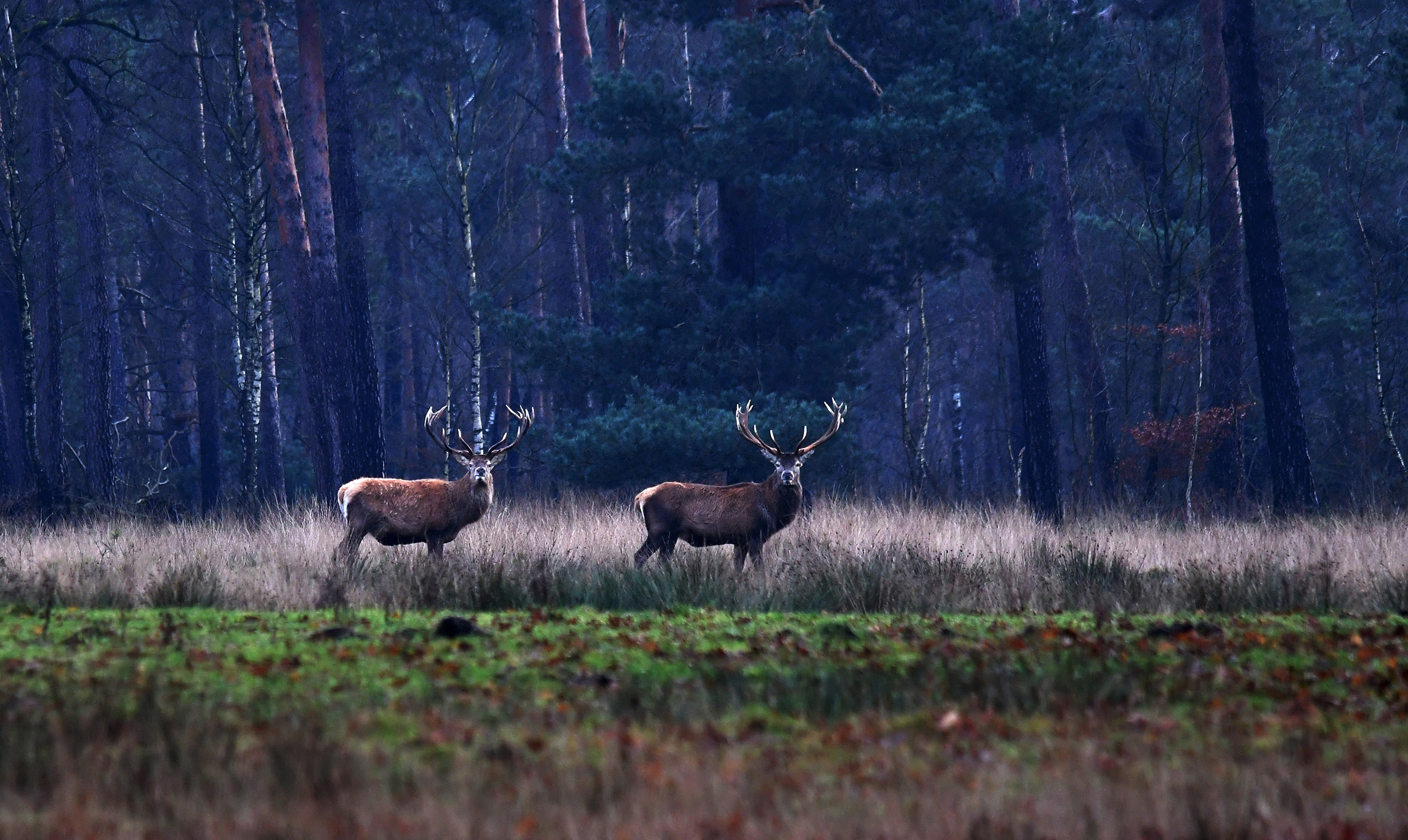 Helemaal achterin aan de bosrand staan twee prachtige geweidragers om zich heen te kijken - Foto: ©Louis Fraanje