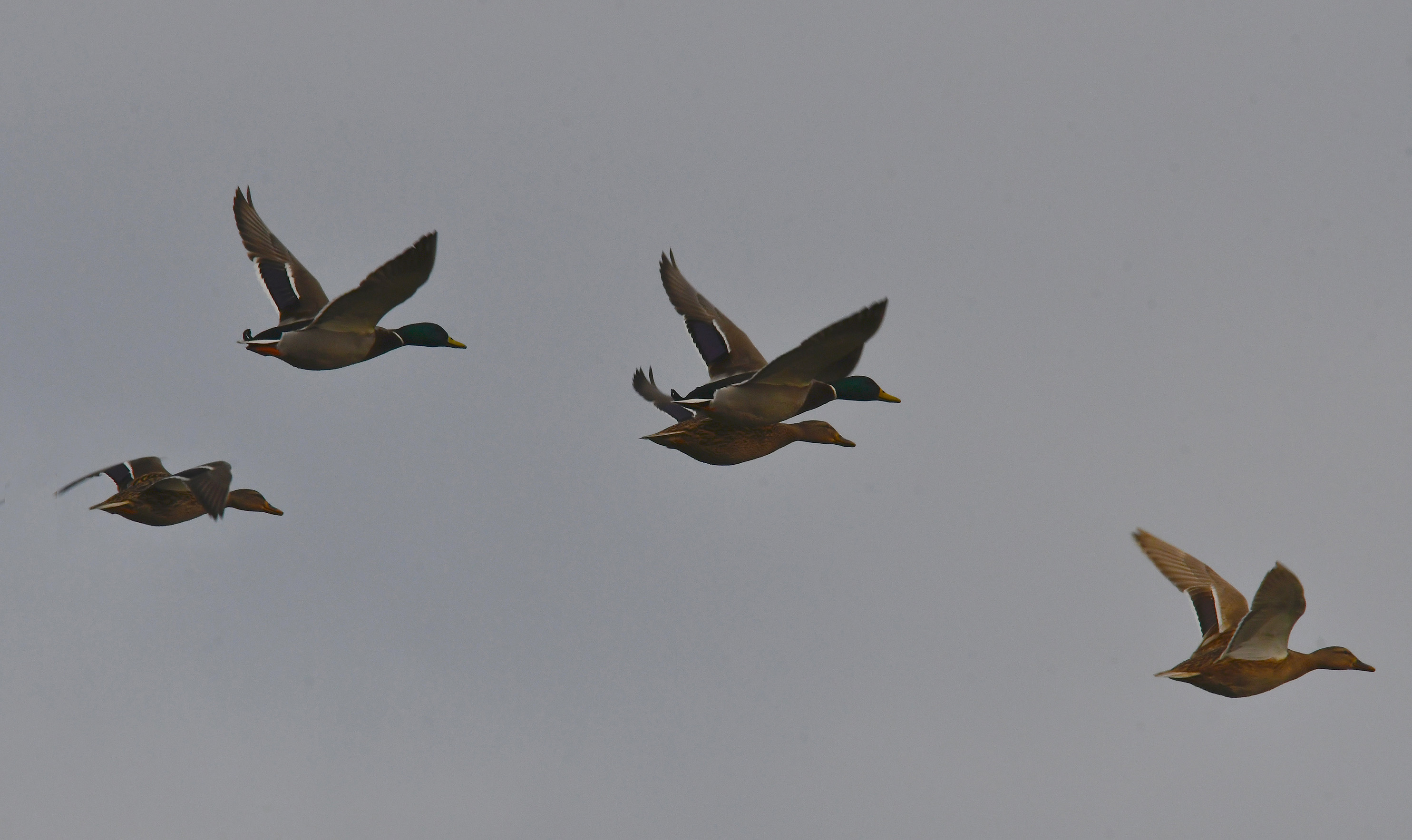 Er vliegen een aantal koppels wilde eenden over ons heen - Foto: ©Louis Fraanje