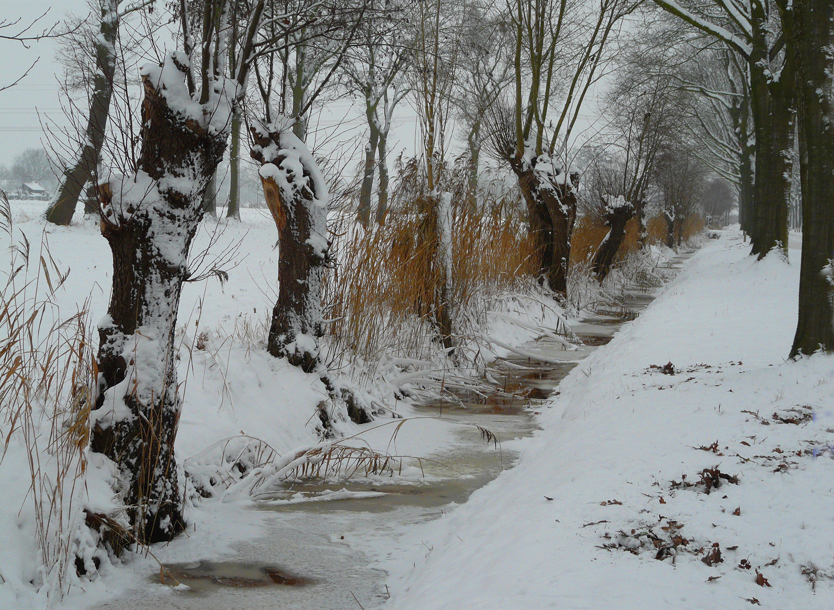 Aan de overkant van de half bevroren sloot, staan een aantal kromme knotwilgen - Foto: ©Louis Fraanje