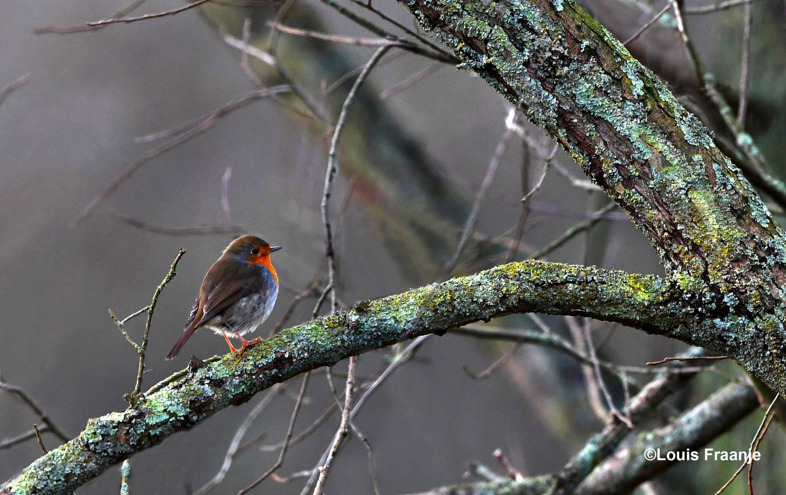 Het kleine vogeltje op die dikke boomtak kijk je bijna dwars door zijn tere pootjes heen - Foto: ©Louis Fraanje