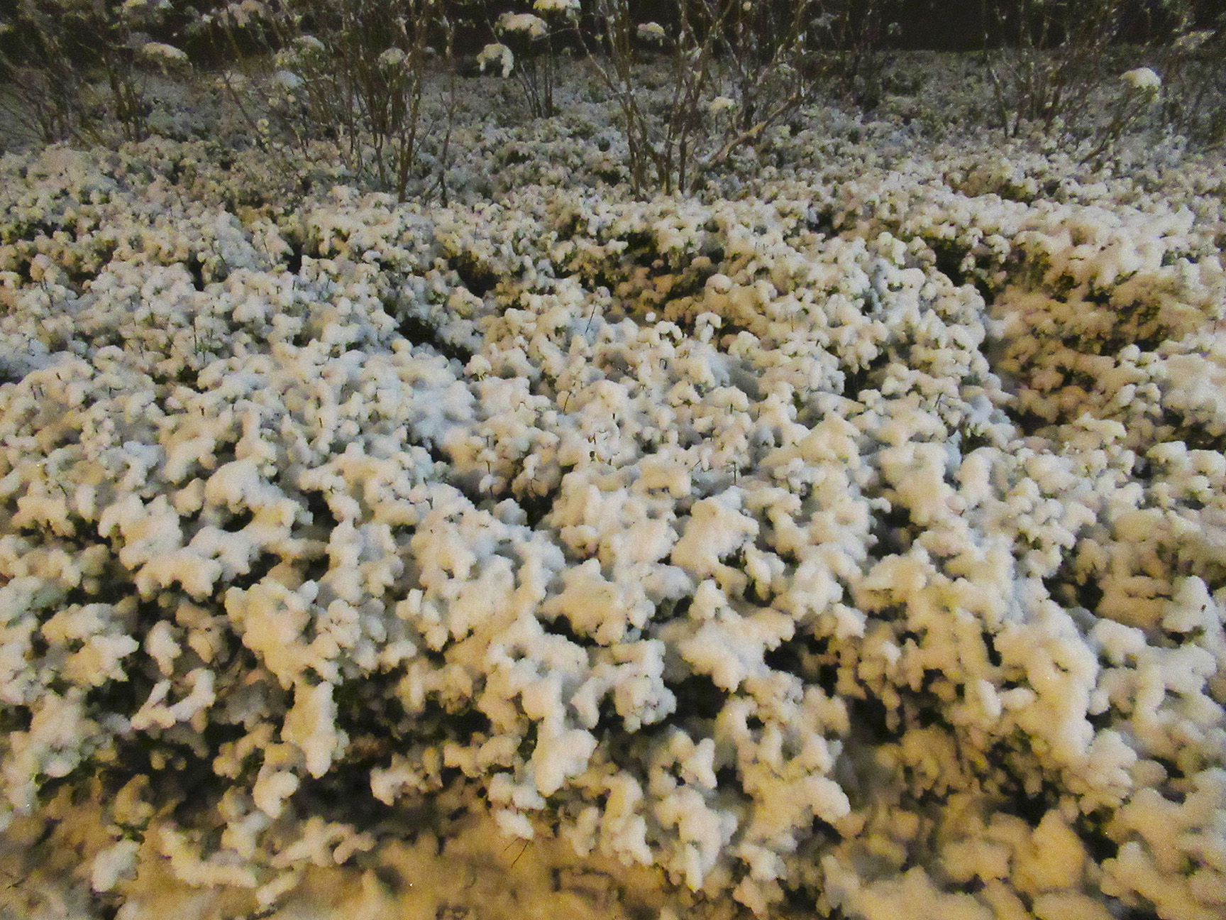 De planten beneden in de tuin onder een witte deken - Foto: ©Fransien Fraanje