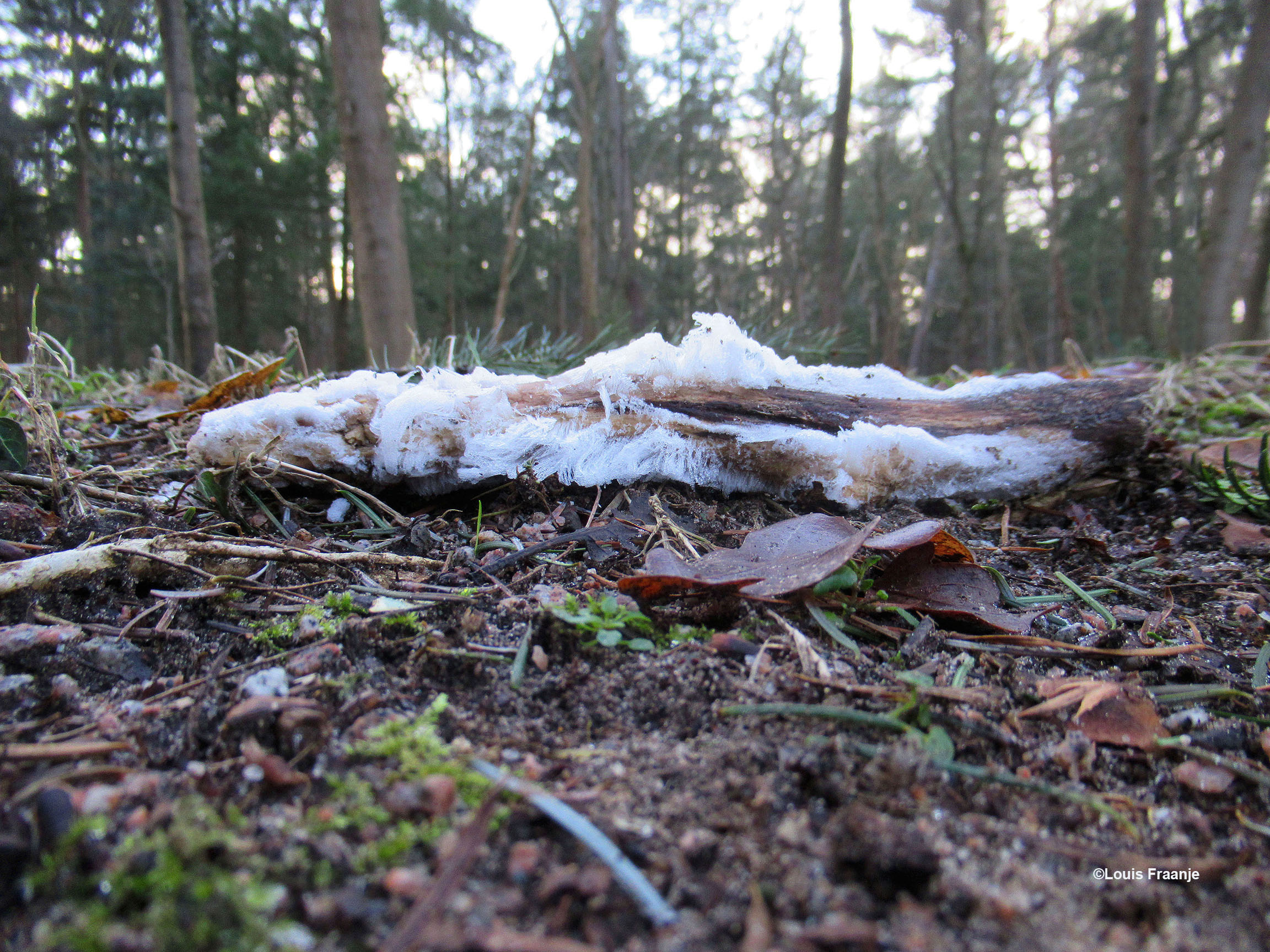 Een stuk dood hout op de grond dat mede door de temperatuur, net onder nul het ijshaar heeft gevormd - Foto: ©Louis Fraanje
