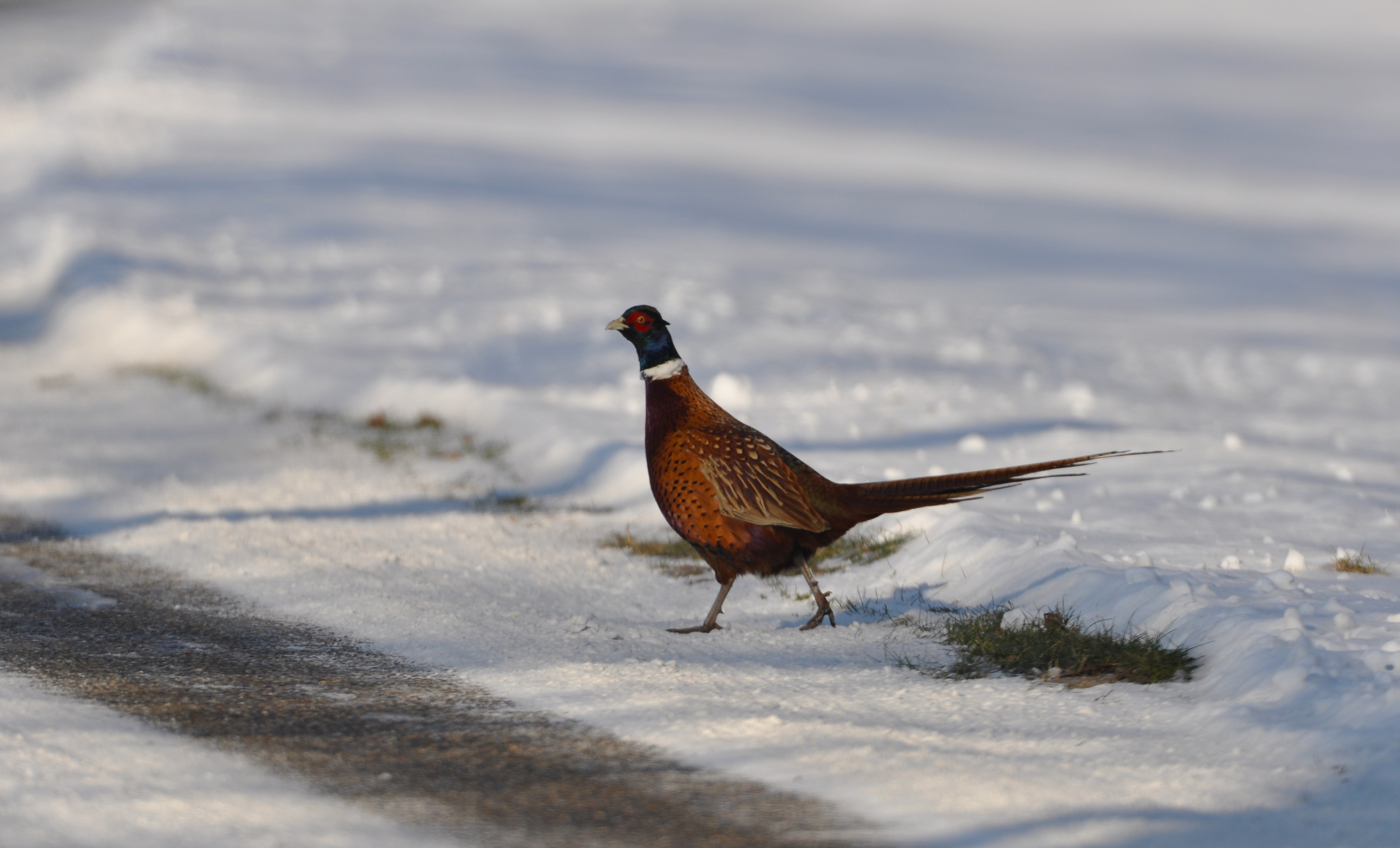 En zonder zich verder te bedenken steekt de fazant ineens de weg over - Foto: ©Louis Fraanje