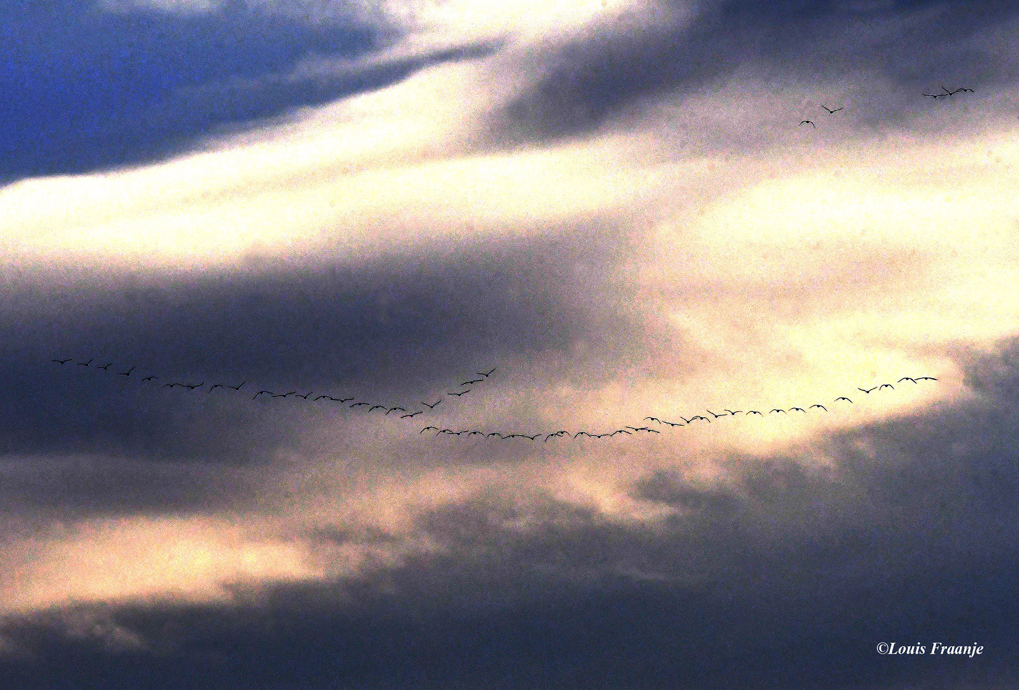 Hoog aan de hemel, vliegen wilde ganzen naar het zuiden - Foto: ©Louis Fraanje