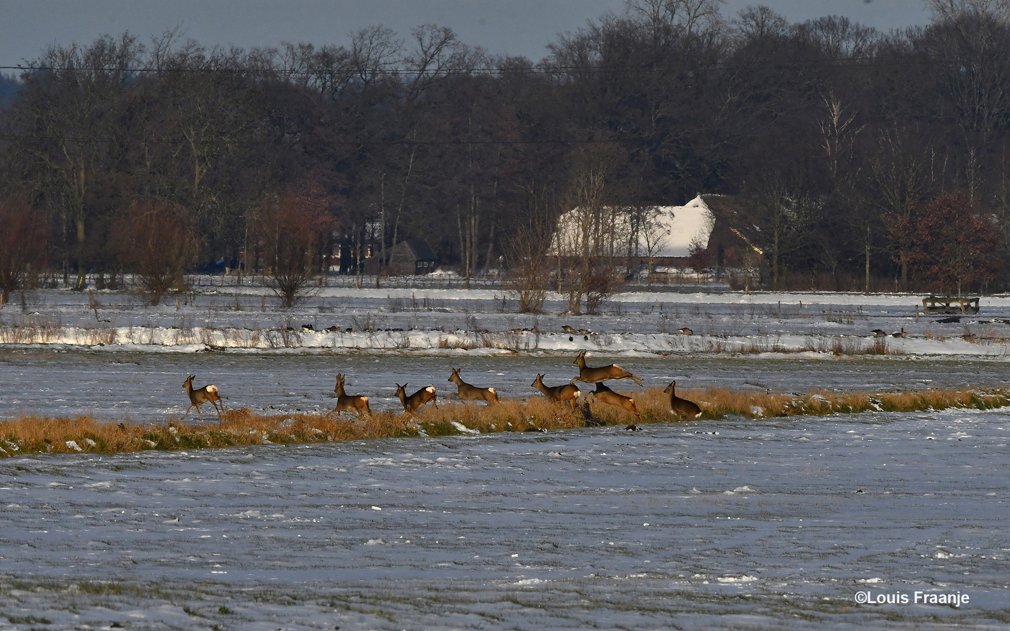 Ver weg achter in het veld, zie ik een aantal reeën die zich snel verplaatsten door de besneeuwde weilanden - Foto: ©Louis Fraanje