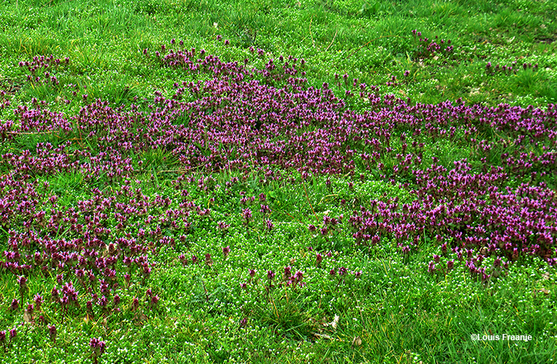 Een uitgebreid paars tapijt van dovenetels in het groene gras van het weiland - Foto: ©Louis Fraanje