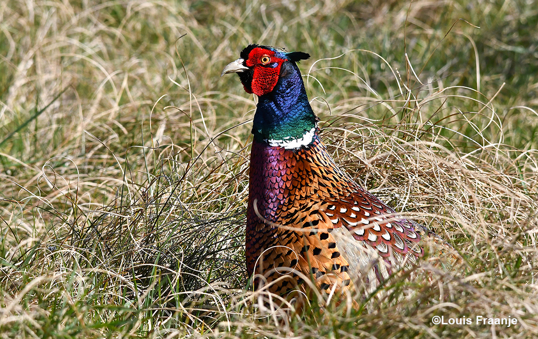 Zo'n kleurrijke fazant in het gras is toch een feest op zich... - Foto: ©Louis Fraanje