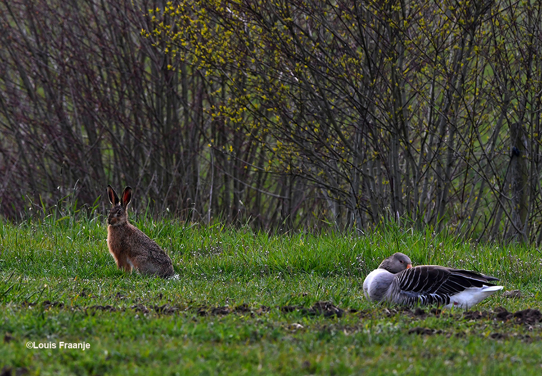 Een oplettende haas en een rustende grauwe gans - Foto: ©Louis Fraanje