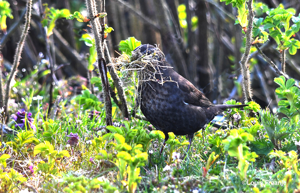 En... verder geen gezeur, maar gewoon een propvolle 'bek' mee naar het nest, dat scheelt weer in het aantal vlieguren! - Foto: ©Louis Fraanje
