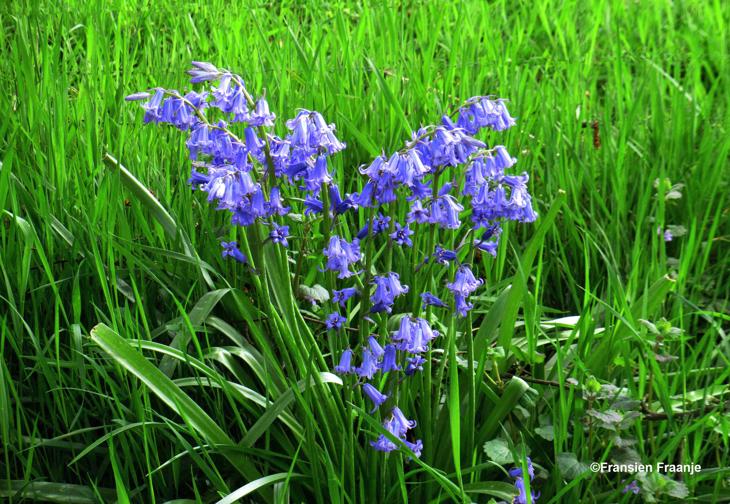 Prachtige blauw gekleurde hyacint in de berm - Foto: ©Fransien Fraanje
