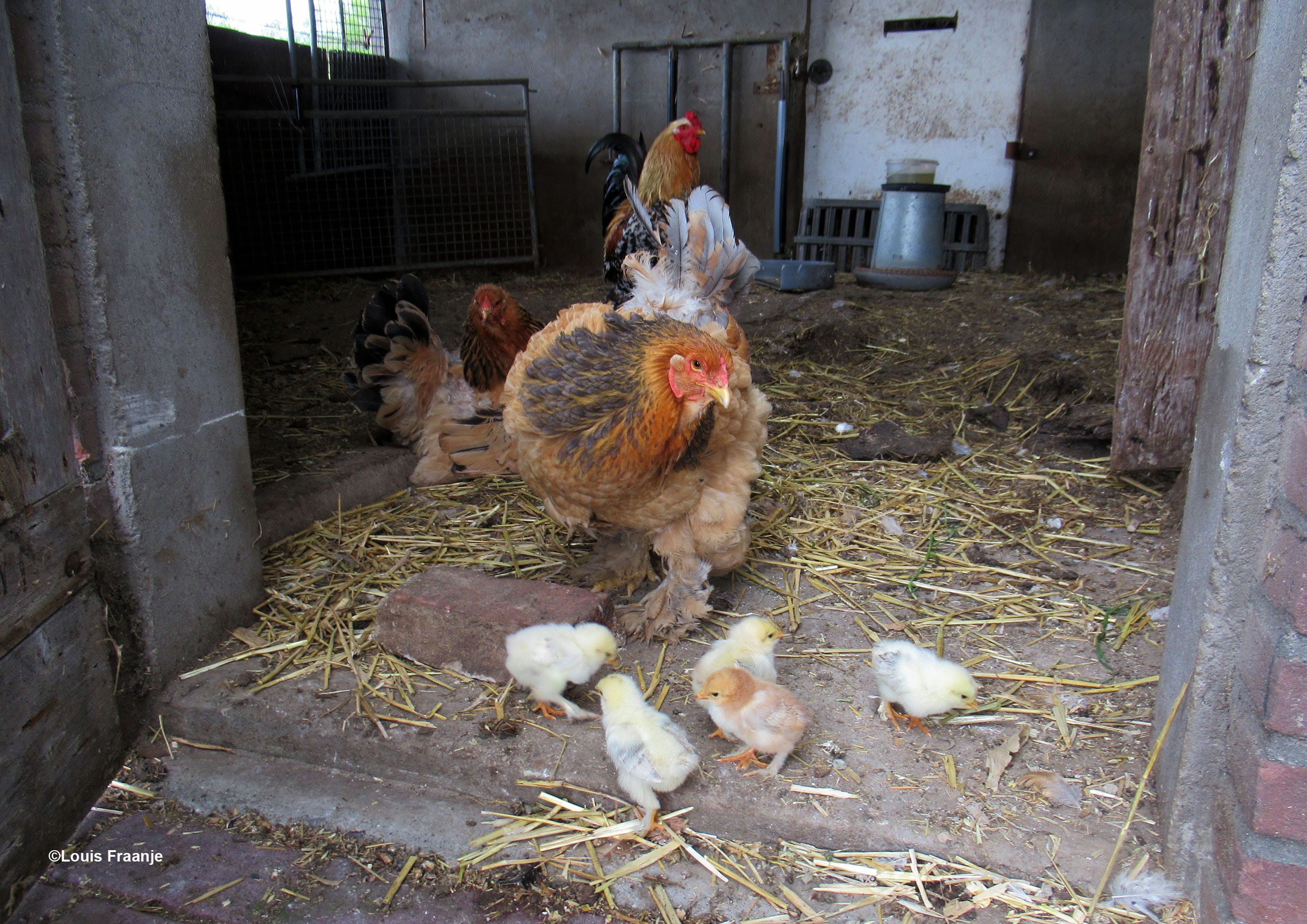 Moeder kip(hen) laat even haar kuikentjes uit - Foto: ©Louis Fraanje