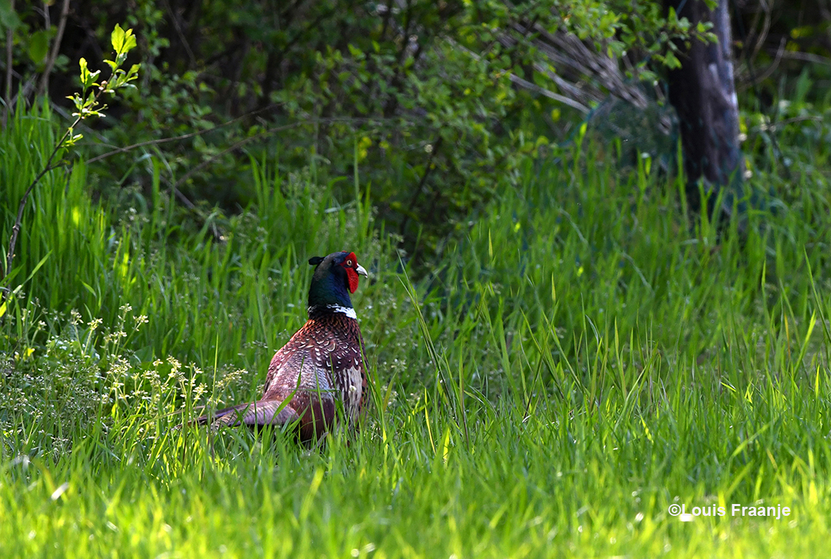 Aan de rand van het weiland ontdekten we een schitterende fazantenhaan - Foto: ©Louis Fraanje