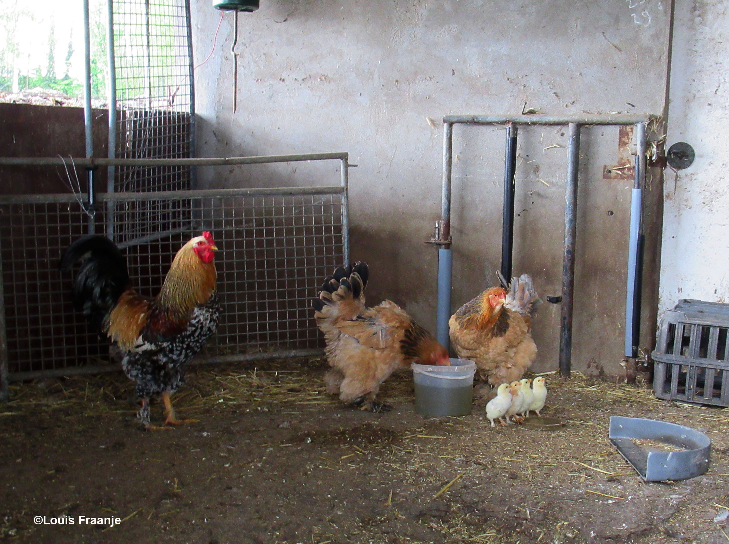 De kuikens staan netjes op rij, totdat ze mogen drinken - Foto: ©Louis Fraanje
