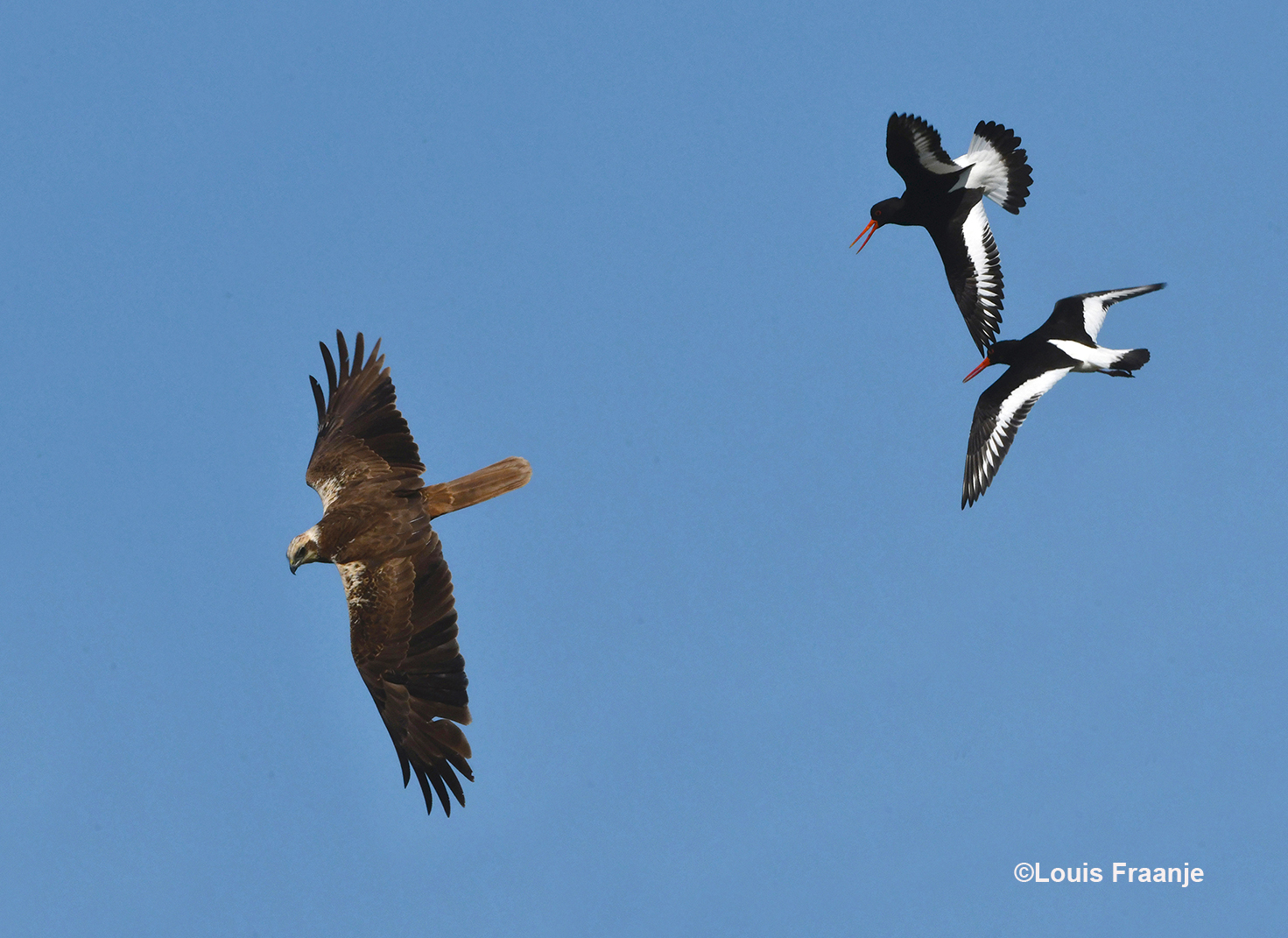Toen er een Bruine Kiekendief (vrouwtje) heel laag over kwam vliegen - Foto: ©Louis Fraanje