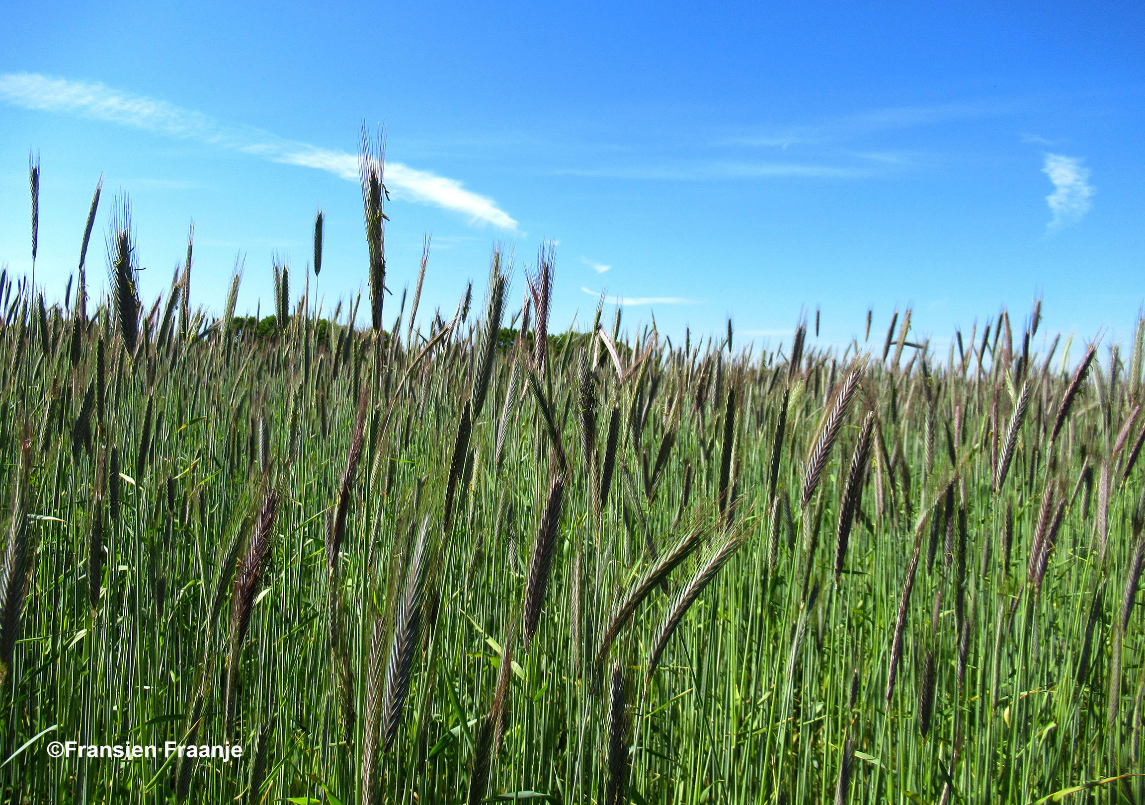 Een roggeakker blijft altijd mooi om te zien, komt nog bij dat het altijd leuk is om uit te pluizen wat voor soort graan er staat staat op het land te wachten - Foto: ©Fransien Fraanje