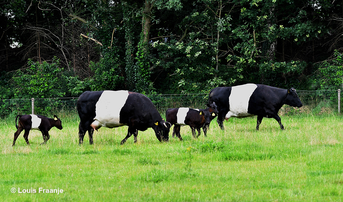Twee Lakenvelder koeien met hun kalfjes - Foto: ©Louis fraanje
