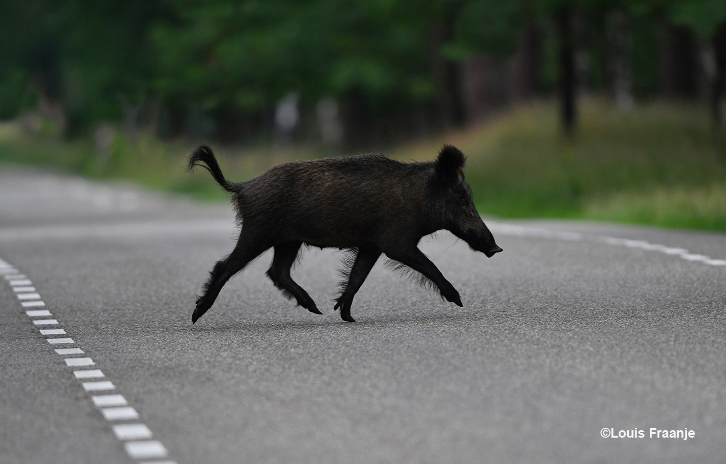 Daarom kan het gebeuren dat bijvoorbeeld een zwijn zomaar de weg oversteekt - Foto: ©Louis Fraanje