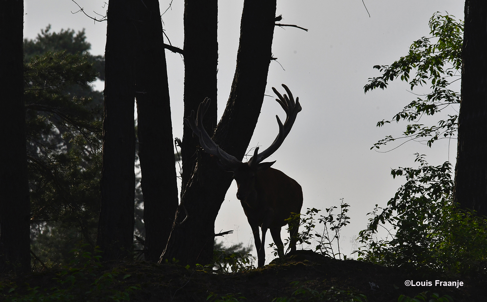 Het is Hubertus, die als de koning van het Veluwse woud zijn entree maakt - Foto: ©Louis Fraanje