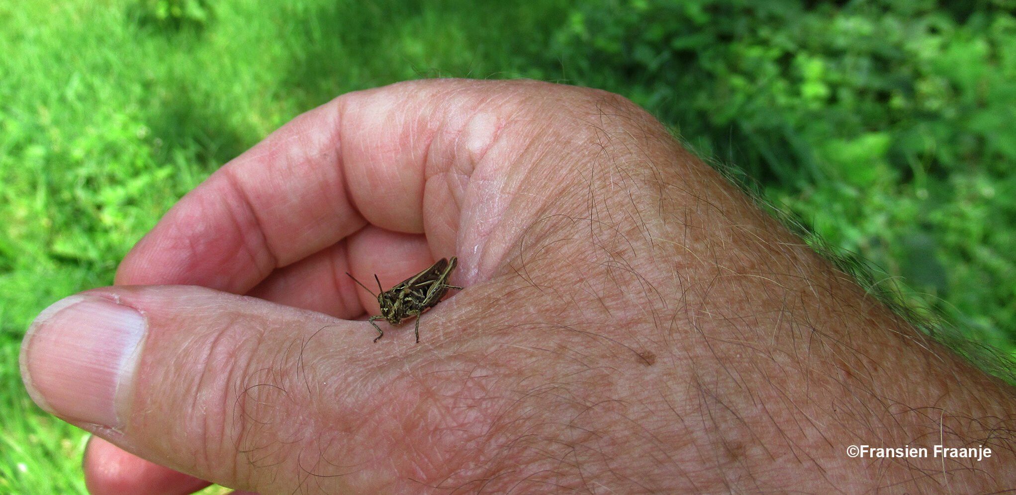 Er sprong ineens een sprinkhaan op mijn hand - Foto: ©Fransien Fraanje