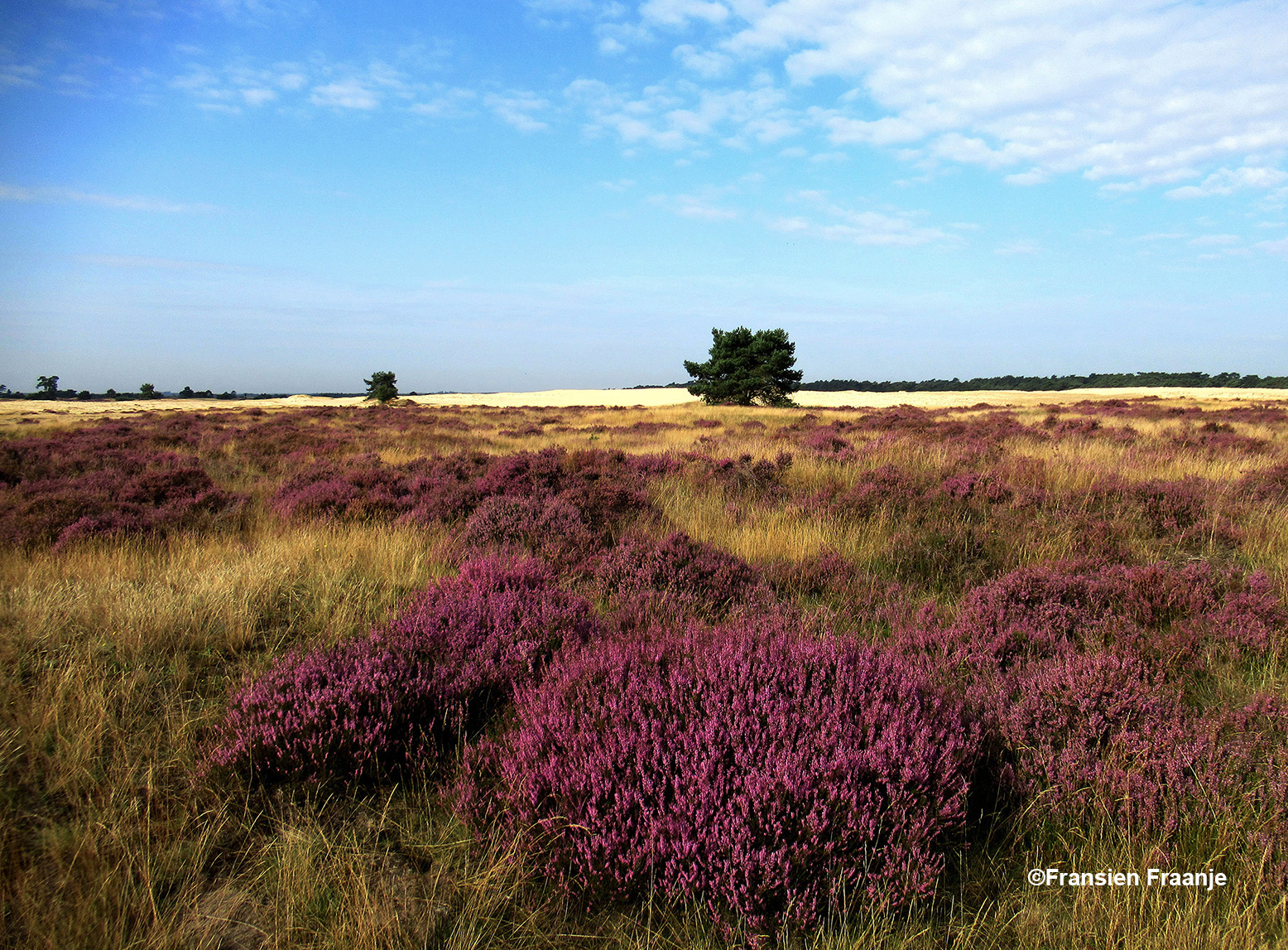 Veluwe, land van hei, dennen en stuifzand, sereen en eindeloze rust - Foto: ©Fransien Fraanje