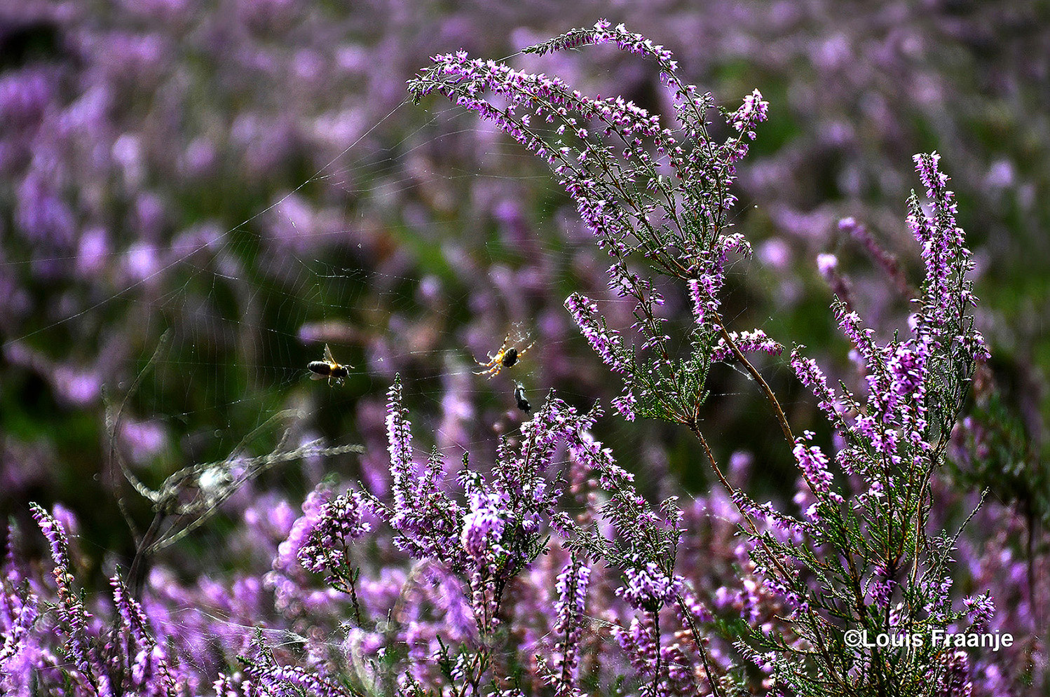 De honingbij gevangen in het web van de kruisspin - Foto: ©Louis Fraanje