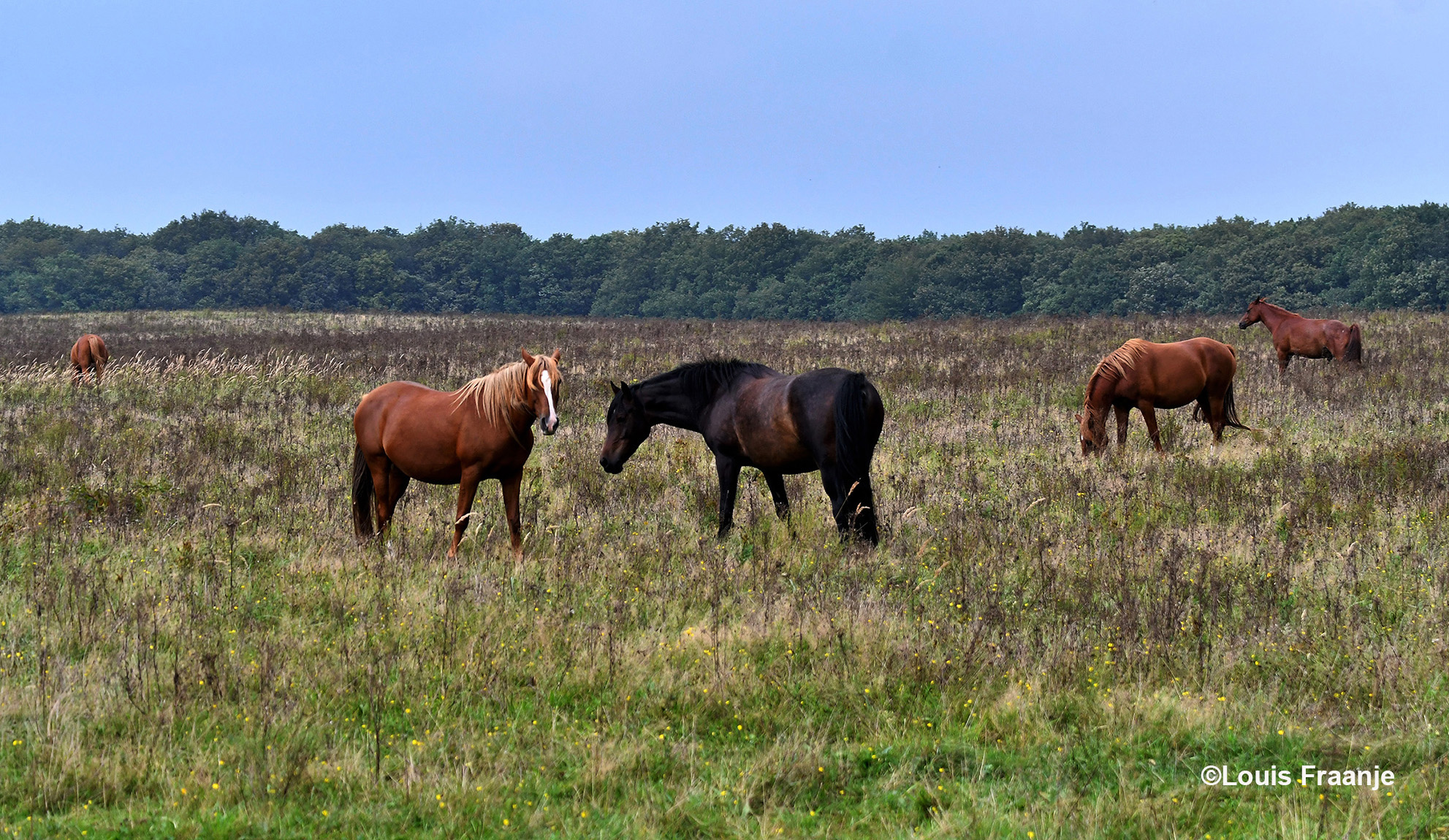 Ja en de paarden lopen gewoon om je heen - Foto: ©Louis Fraanje
