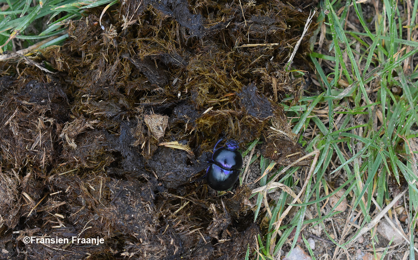 Kijk wel uit voor de poep, waar de mestkever weer van profiteert - Foto: ©Fransien Fraanje