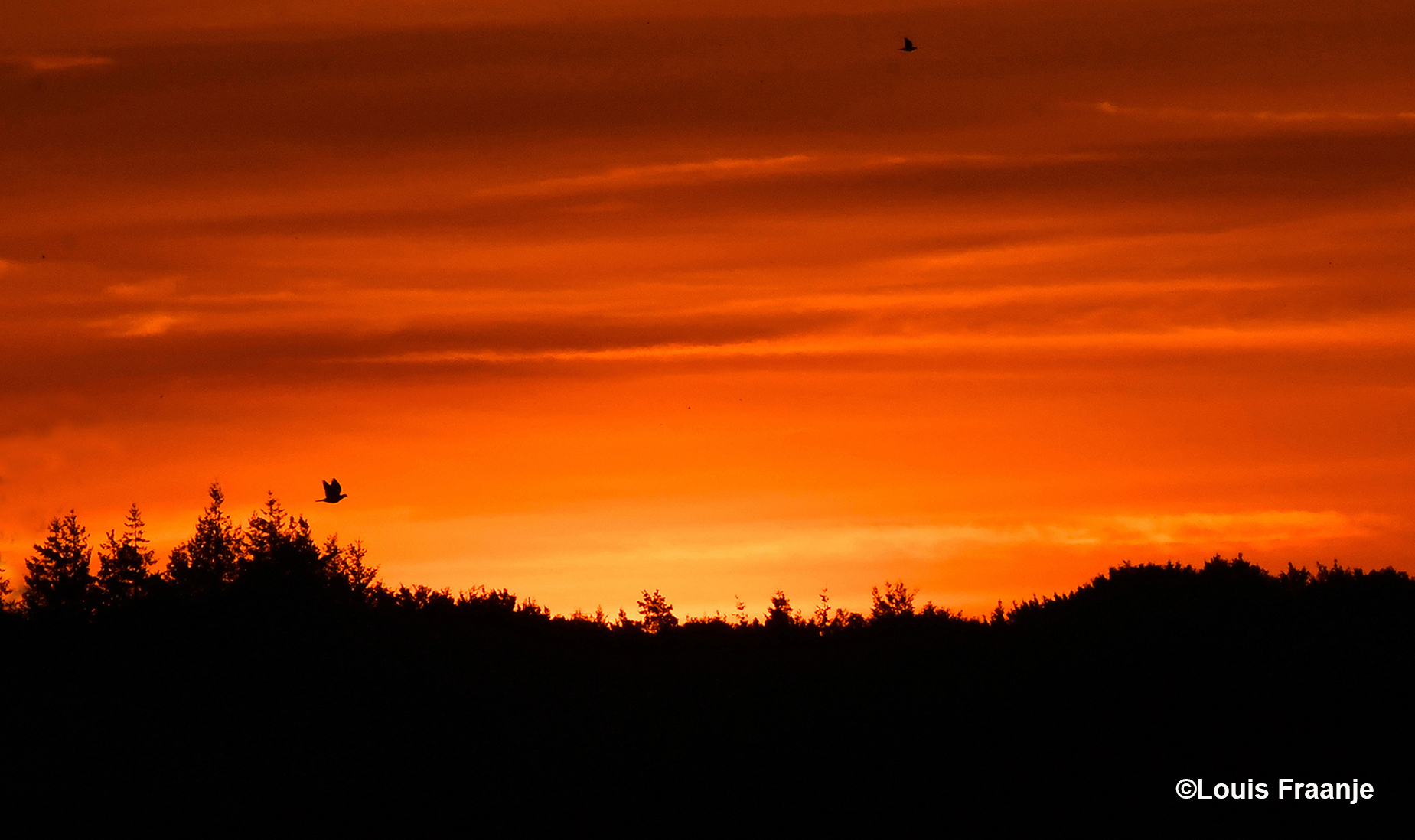 Een duif vliegt vanaf zijn slaapboom het zonlicht tegemoet - Foto: ©Louis Fraanje