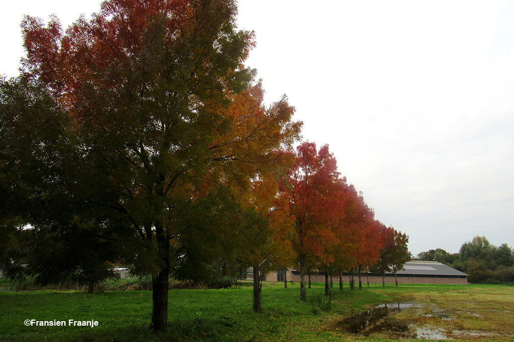 Als we over Zwetselaar weer richting huis rijden, genieten we van de esdoorns in herfstkleur - Foto: ©Fransien Fraanje