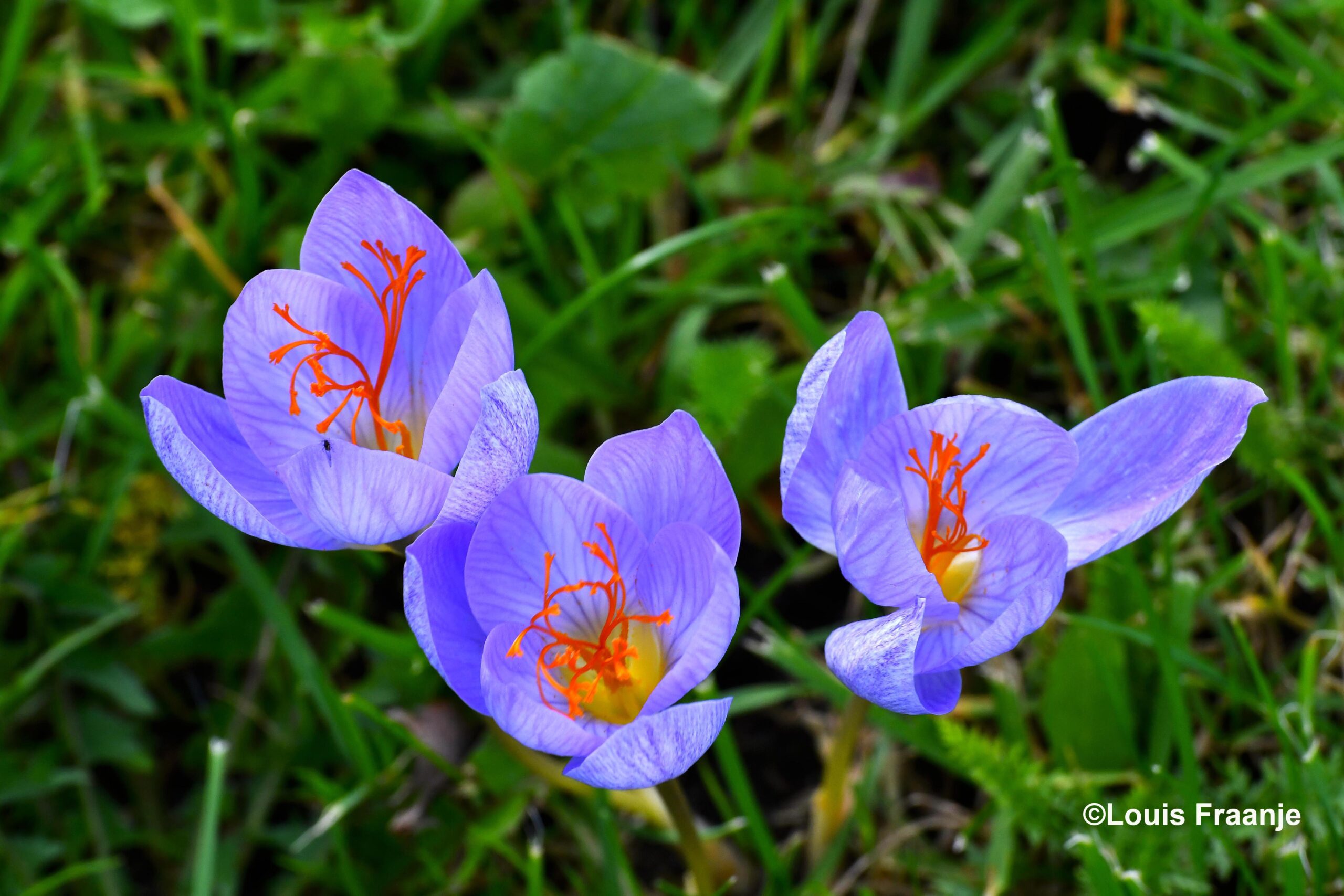Mooie, violette bloemetjes met een fel geel hart - Foto:©Louis Fraanje