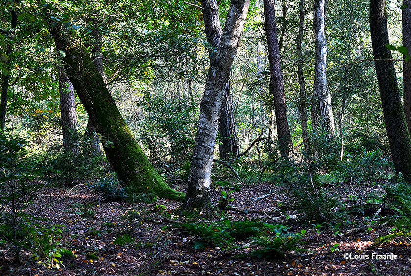 Sommige bomen staan schots en scheef, maar dat is juist de charme van het wilde bos - Foto: ©Louis Fraanje